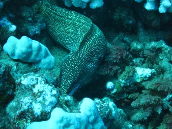 Diving around Maui